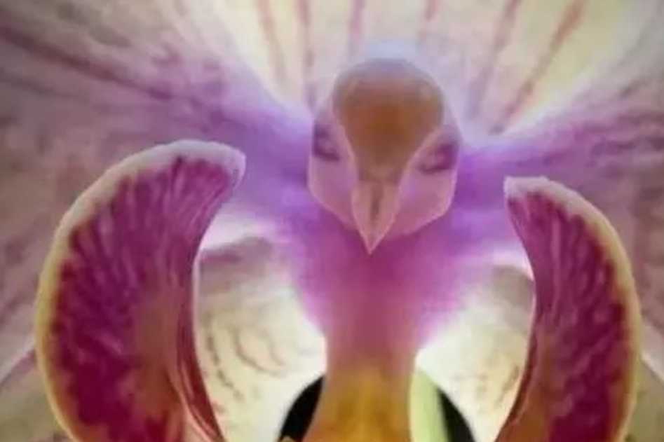 Exquisite Phalaenopsis: The Orchid that Captivates the World