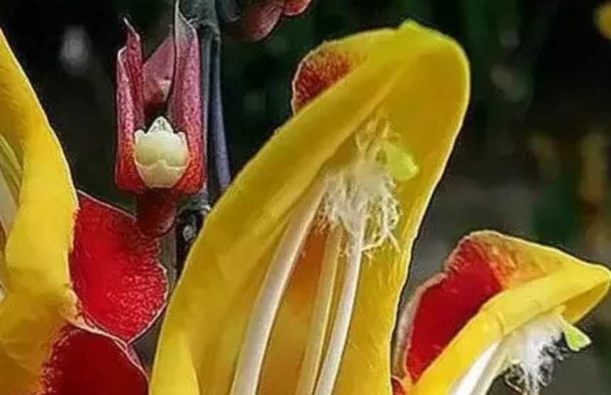 Mesmerizing Clock Vine: A Botanical Wonder with Unique Appeal